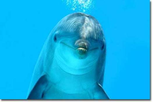 blog dolphin